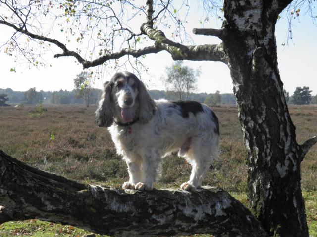 Ollie in de boom.jpg